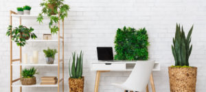 Office plants on a desk to help you study