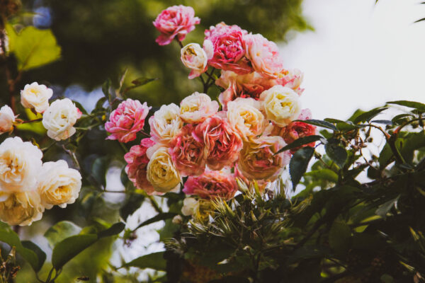 Spring rose bush