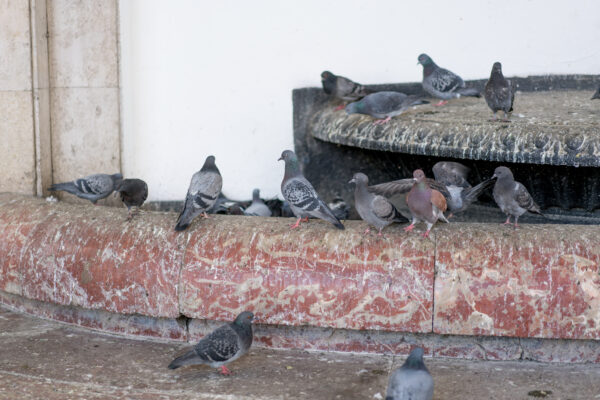 Pesky birds