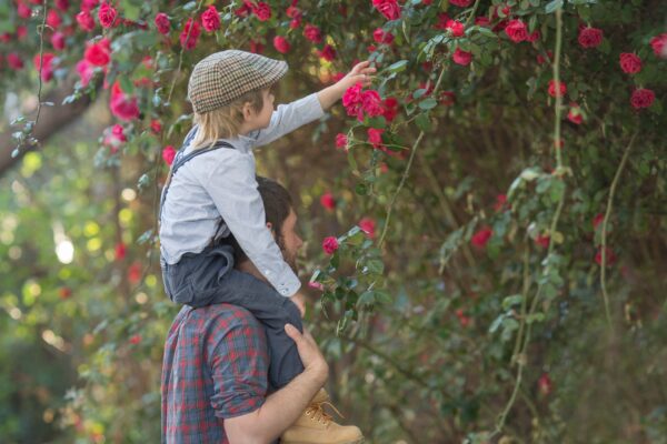 Climbing roses