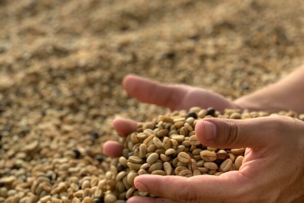 Grain and Soybean Futures Rise as Demand Signals Strengthen