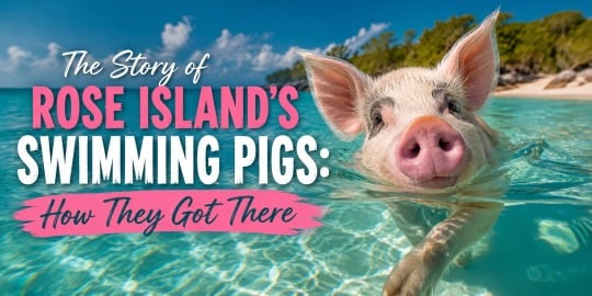 The Story of Rose Island's Swimming Pigs: How They Got There